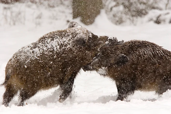 Wild boar (Sus scrofa)