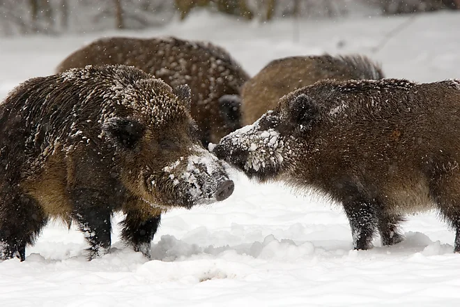 Wild boar (Sus scrofa)