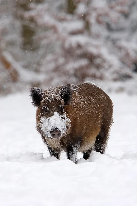 Wild boar (Sus scrofa)