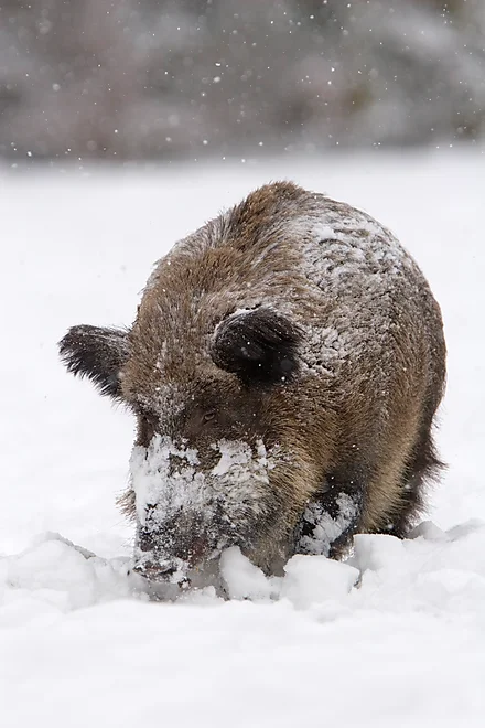 Wild boar (Sus scrofa)