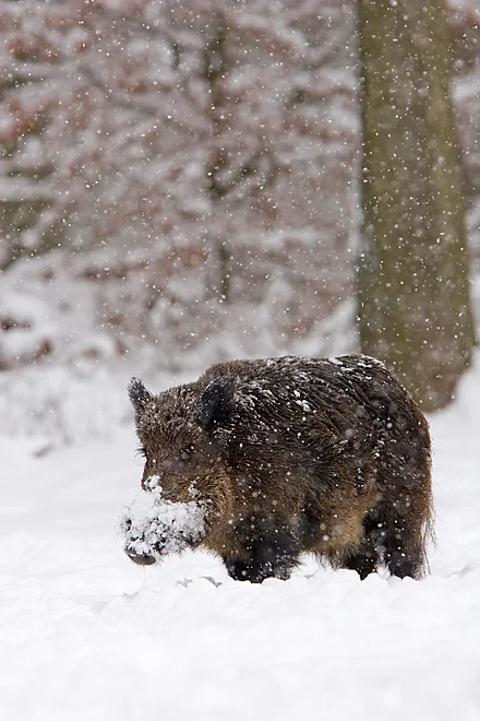 Wild boar (Sus scrofa)