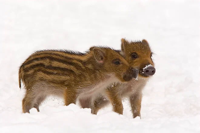 Wild boar (Sus scrofa)