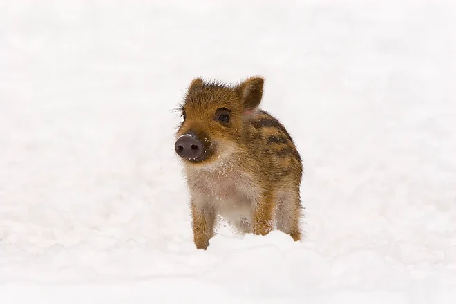 Wild boar (Sus scrofa)
