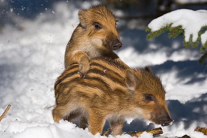 Wild boar (Sus scrofa)