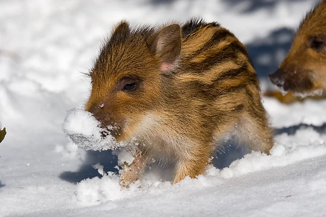 Wild boar (Sus scrofa)