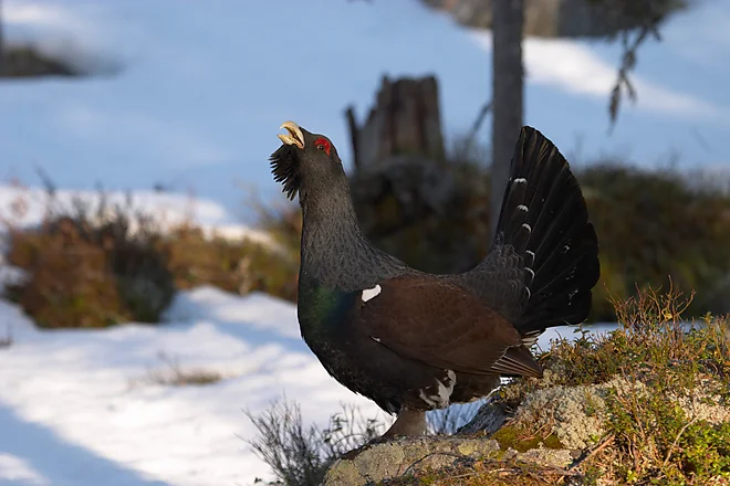 Capercaillie (Tetrao urugallus)