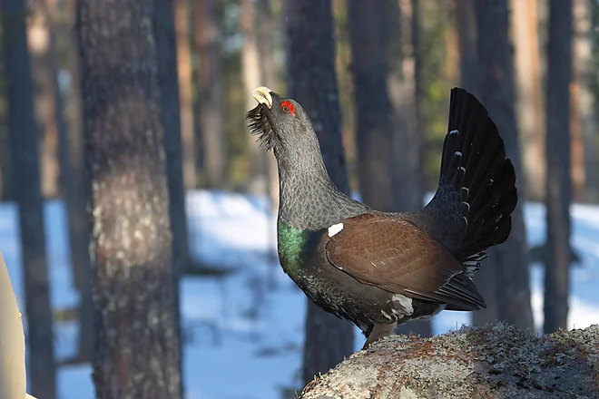 Capercaillie (Tetrao urugallus)