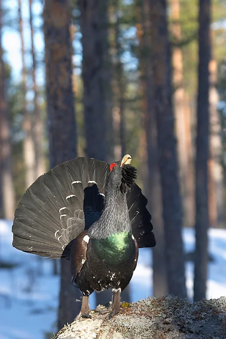 Capercaillie (Tetrao urugallus)