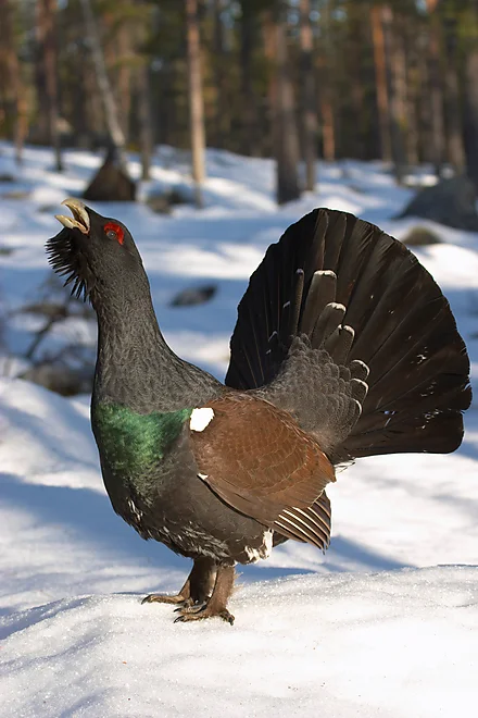 Capercaillie (Tetrao urugallus)