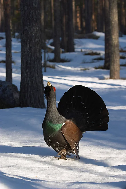 Capercaillie (Tetrao urugallus)