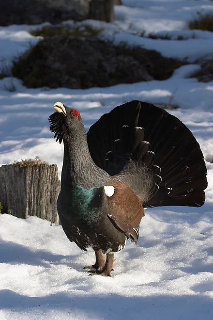 Capercaillie (Tetrao urugallus)