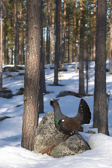 Capercaillie (Tetrao urugallus)