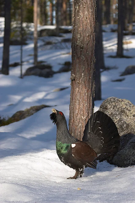 Capercaillie (Tetrao urugallus)