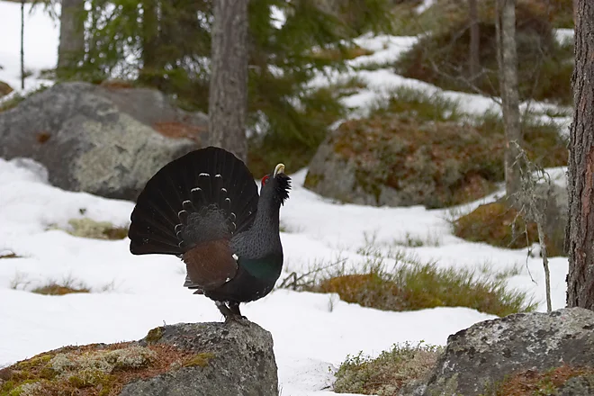 Capercaillie (Tetrao urugallus)