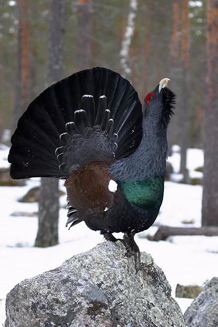 Capercaillie (Tetrao urugallus)