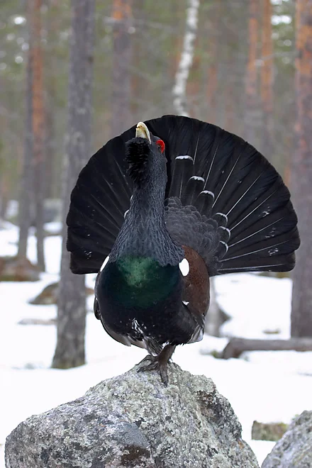 Capercaillie (Tetrao urugallus)