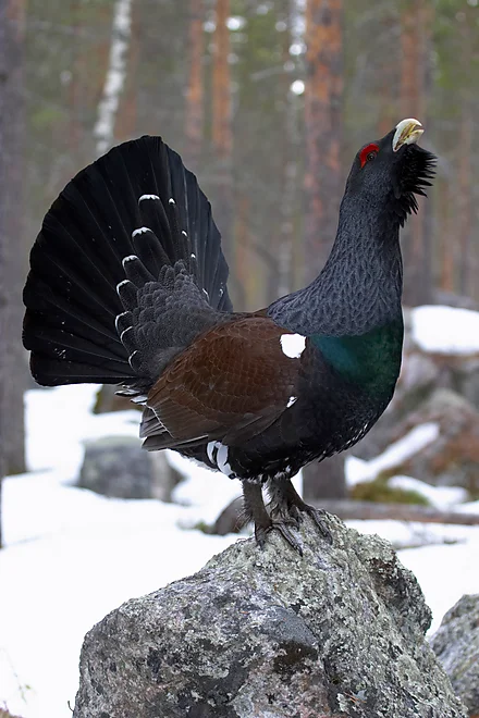 Capercaillie (Tetrao urugallus)