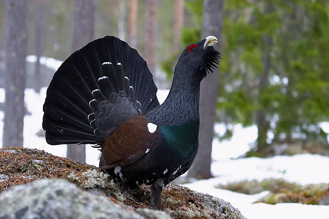 Auerhahn (Tetrao urugallus)