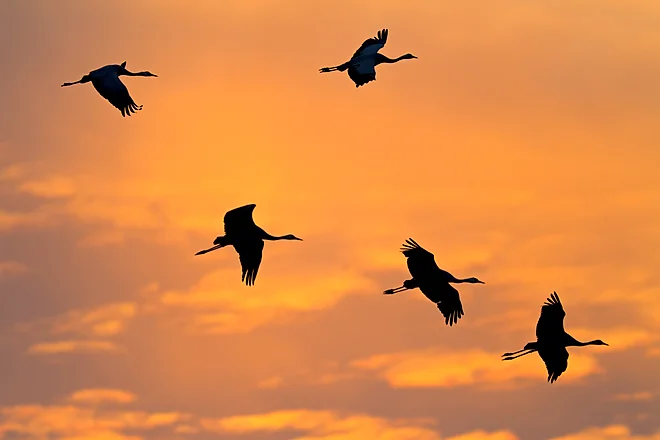 Common Crane (Grus grus)