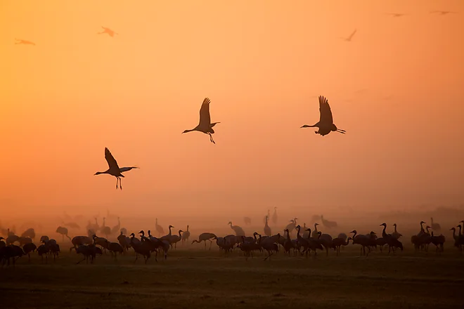 Common Crane (Grus grus)