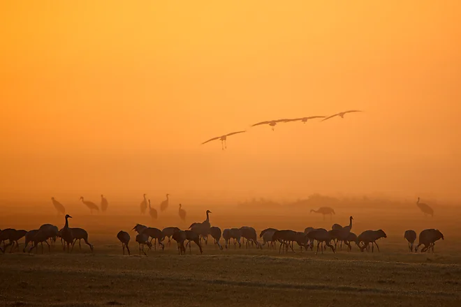 Common Crane (Grus grus)