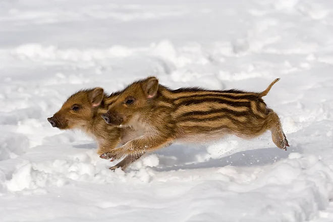 Young wild board (Sus scrofa)