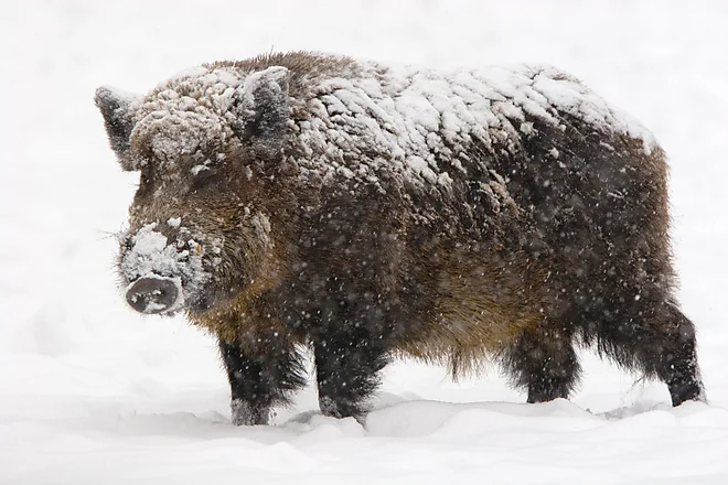 Wildschwein Keiler (Sus scrofa)