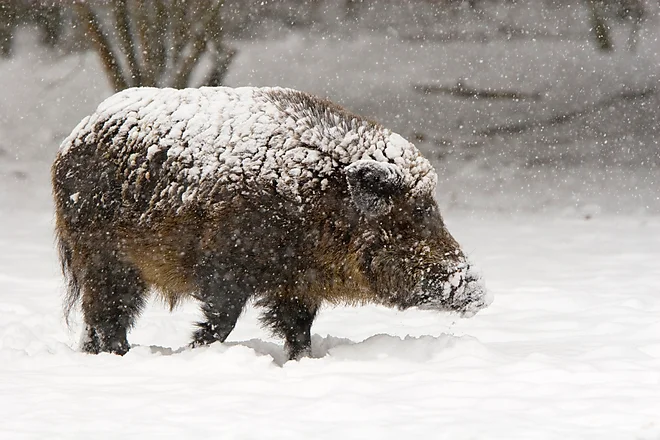Wild boar (Sus scrofa)