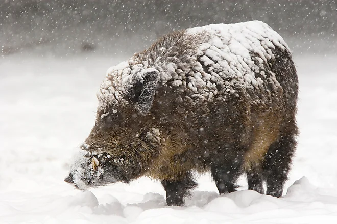 Wild boar (Sus scrofa)