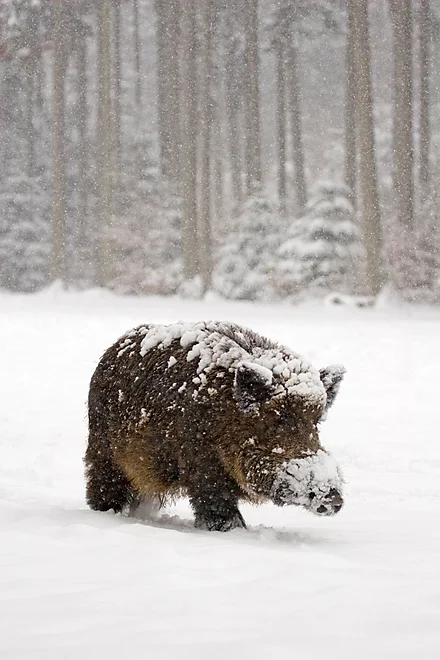 Wild boar (Sus scrofa)