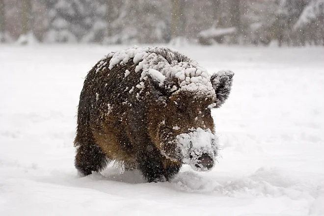 Wild boar (Sus scrofa)