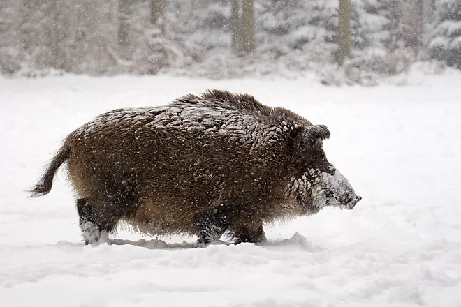 Wild boar (Sus scrofa)