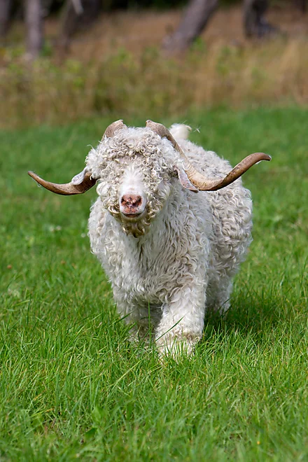 Angoraziege mit charakteristischem lockigen, weißen Fell und geschwungenen Hörnern