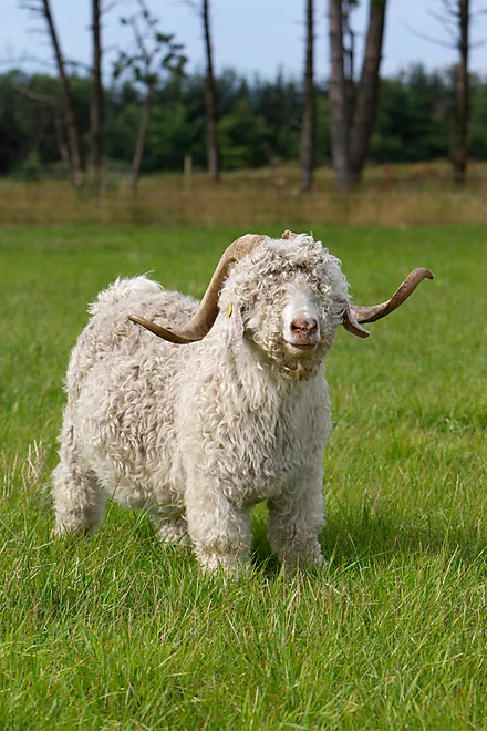 Angoraziege mit charakteristischem lockigen, weißen Fell und geschwungenen Hörnern
