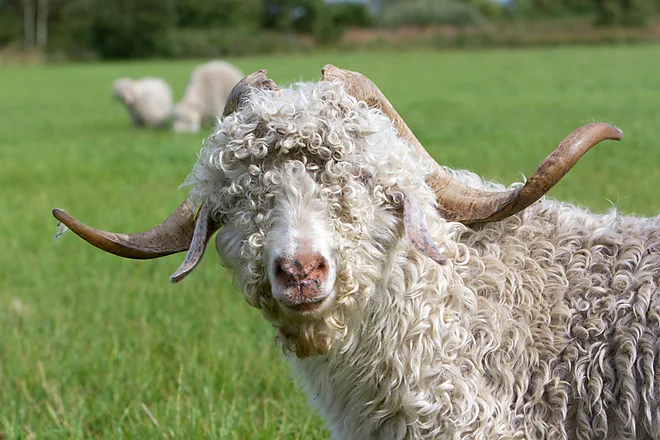 Angoraziege mit charakteristischem lockigen, weißen Fell und geschwungenen Hörnern