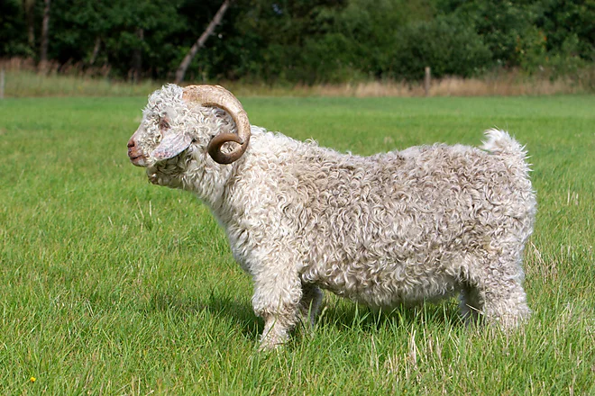 Angoraziege mit charakteristischem lockigen, weißen Fell und geschwungenen Hörnern