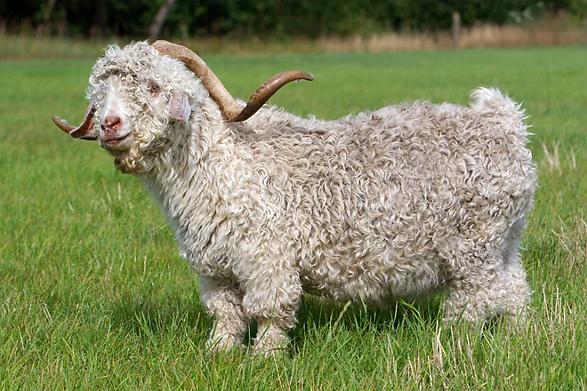 Angoraziege mit charakteristischem lockigen, weißen Fell und geschwungenen Hörnern