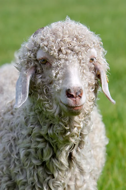 Angoraziege mit charakteristischem lockigen, weißen Fell