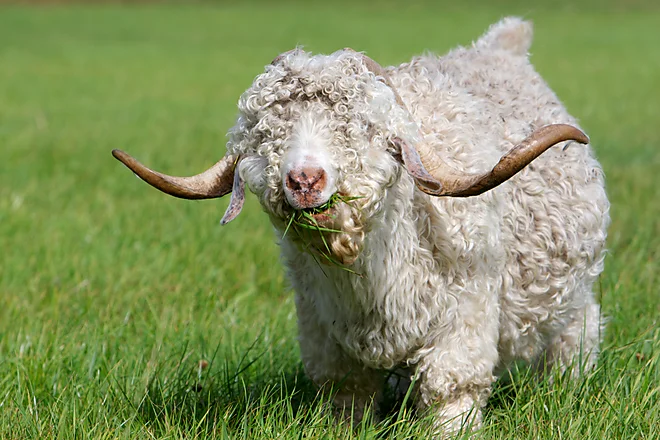 Angoraziege mit charakteristischem lockigen, weißen Fell und geschwungenen Hörnern