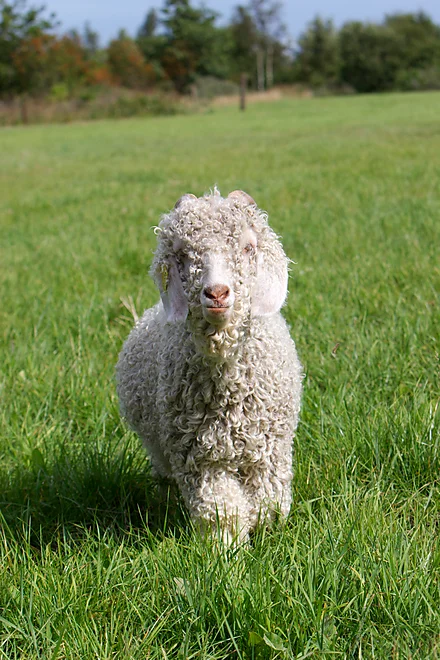 Angoraziege mit charakteristischem lockigen, weißen Fell