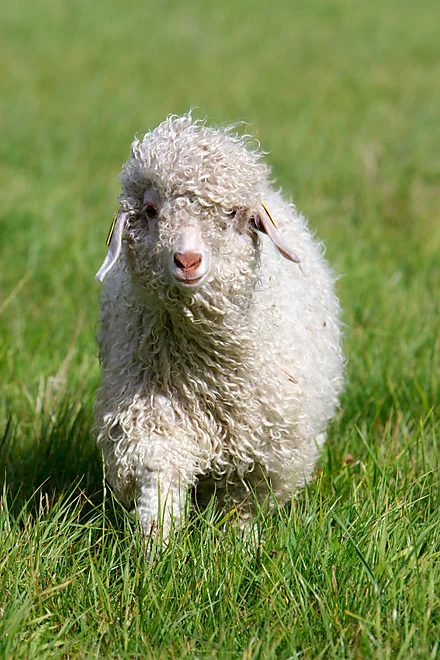 Angoraziege mit charakteristischem lockigen, weißen Fell