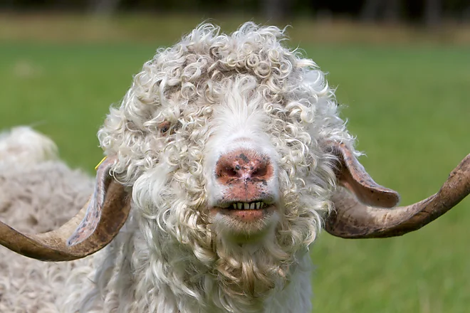 Angoraziege mit charakteristischem lockigen, weißen Fell und geschwungenen Hörnern