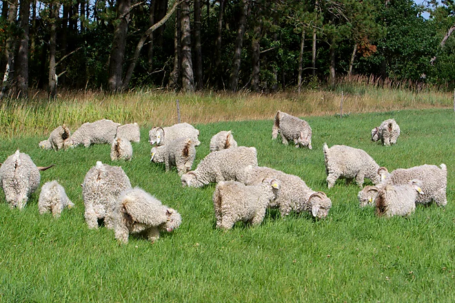 Angoraziege mit charakteristischem lockigen, weißen Fell und geschwungenen Hörnern