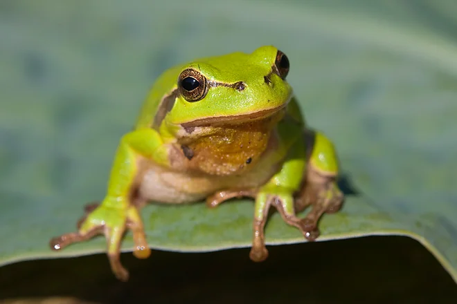 European tree frog (Hyla arborea)