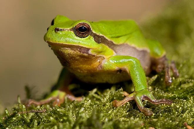 Europäischer Laubfrosch (Hyla arborea)