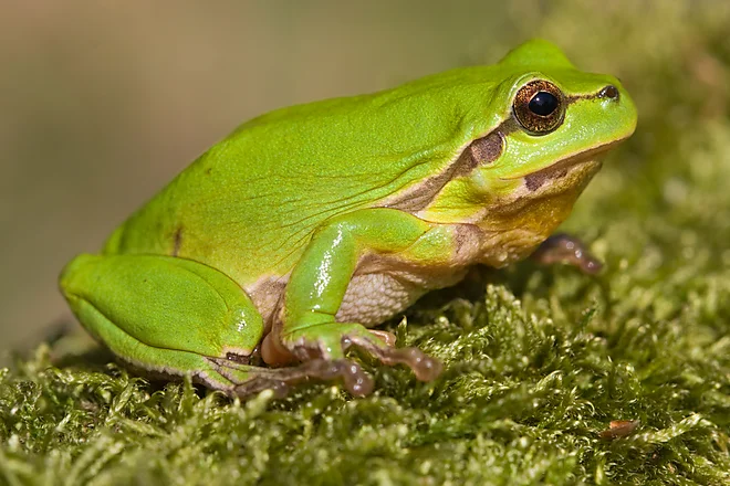 European tree frog (Hyla arborea)