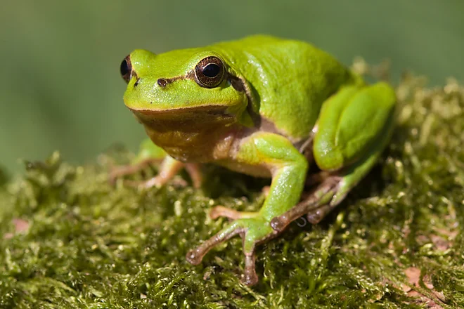 European tree frog (Hyla arborea)
