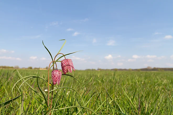 Chess Flower (Fritillaria meleagris)