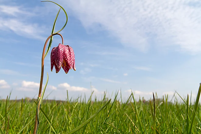 Chess Flower (Fritillaria meleagris)