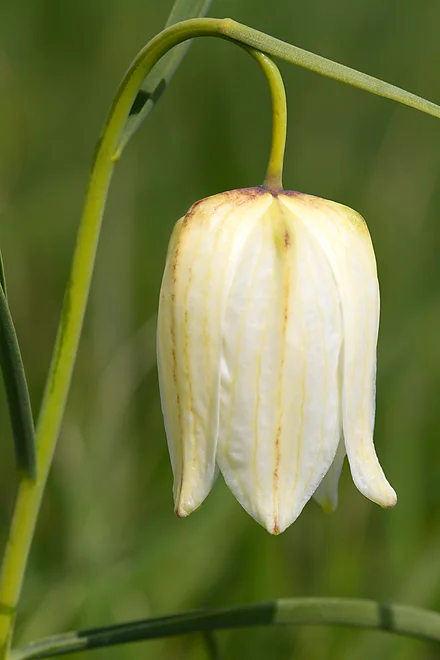 Chess Flower (Fritillaria meleagris)